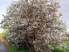 Amelanchier lamarckii